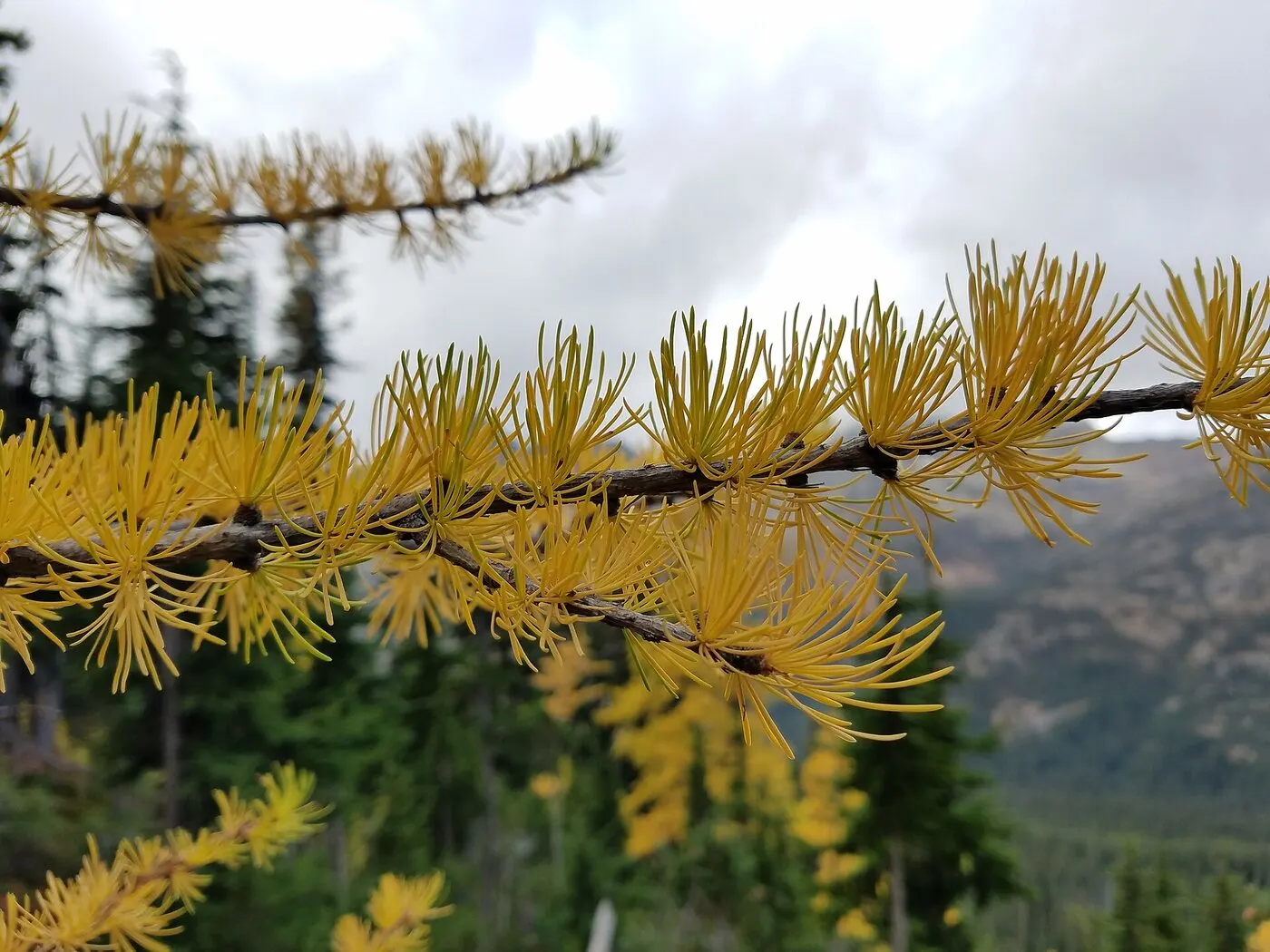 Western larch needles turned gold in autumn.